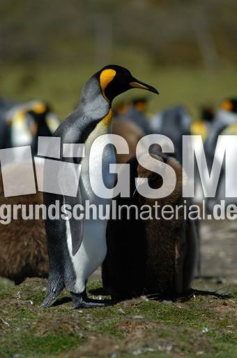 Königspinguin (36 von 84).jpg